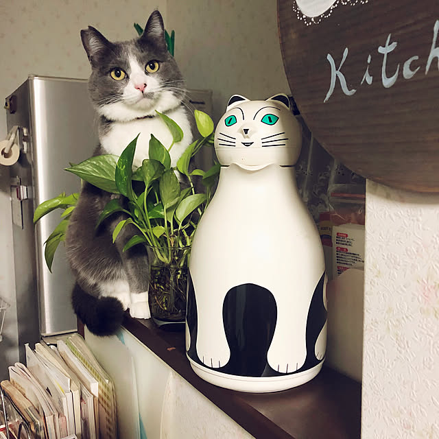 noshinoshiさんの実例写真