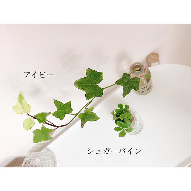 chaluさんの実例写真