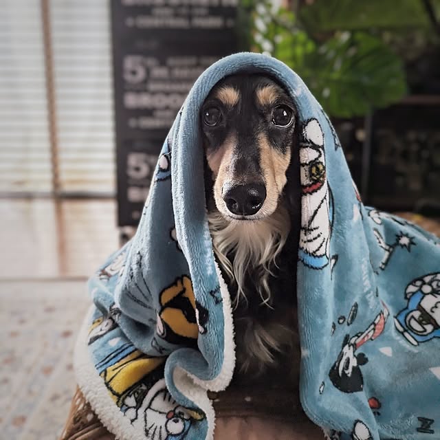 momozouさんの実例写真