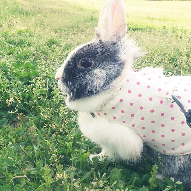 komugiさんの実例写真
