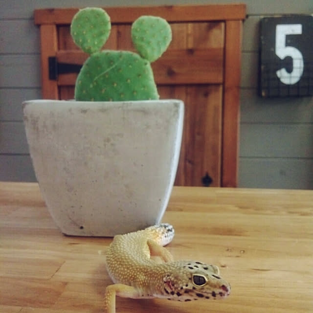 UGさんの実例写真