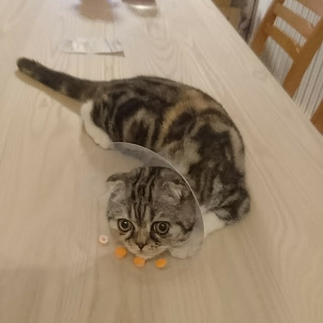 takiko0407さんの実例写真