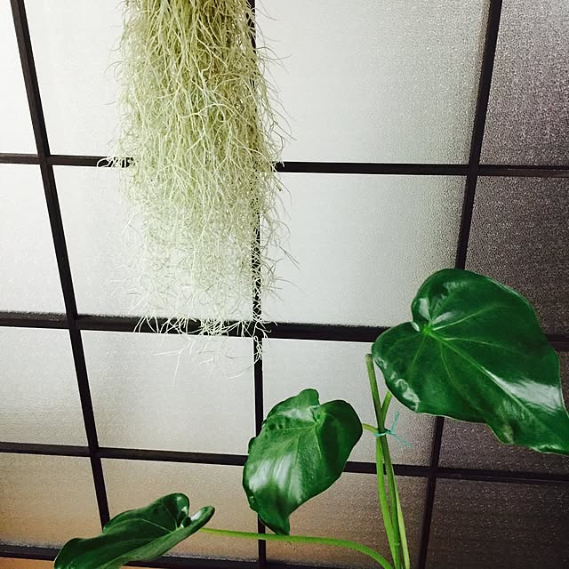 chibiさんの実例写真