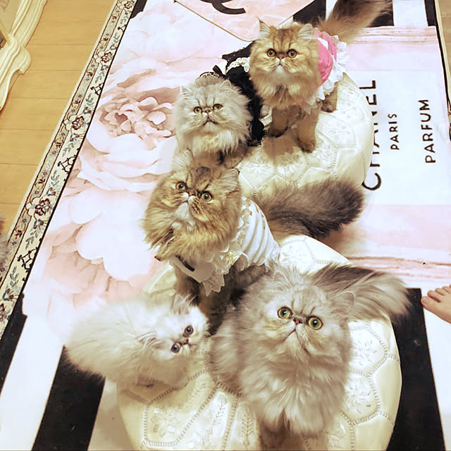 ryushinさんの実例写真