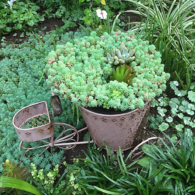 玄関/入り口/多肉植物のインテリア実例 - 2016-09-19 16:24:32