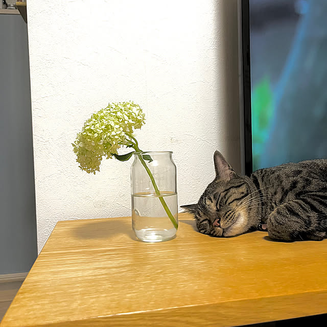masamasaさんの部屋