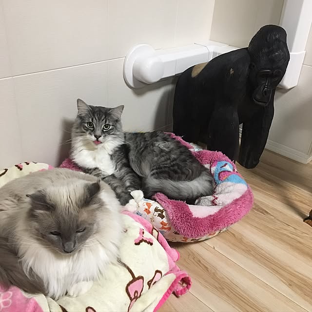 Siberian_Jack_Newtonさんの実例写真