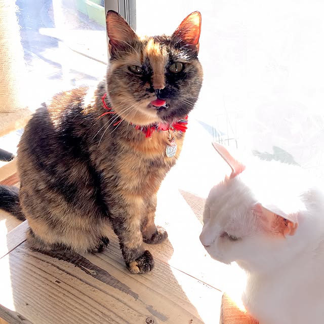 Norikoさんの実例写真