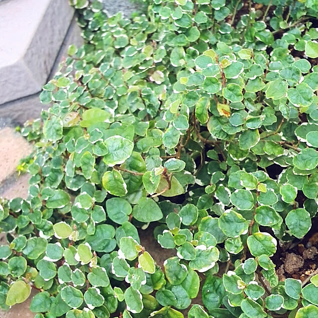 T.Sさんの実例写真