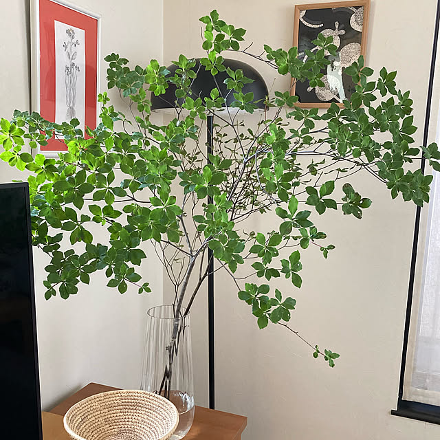 ナチュラル/100均/観葉植物/IKEA/リビングのインテリア実例 - 2020-08-15 10:39:27