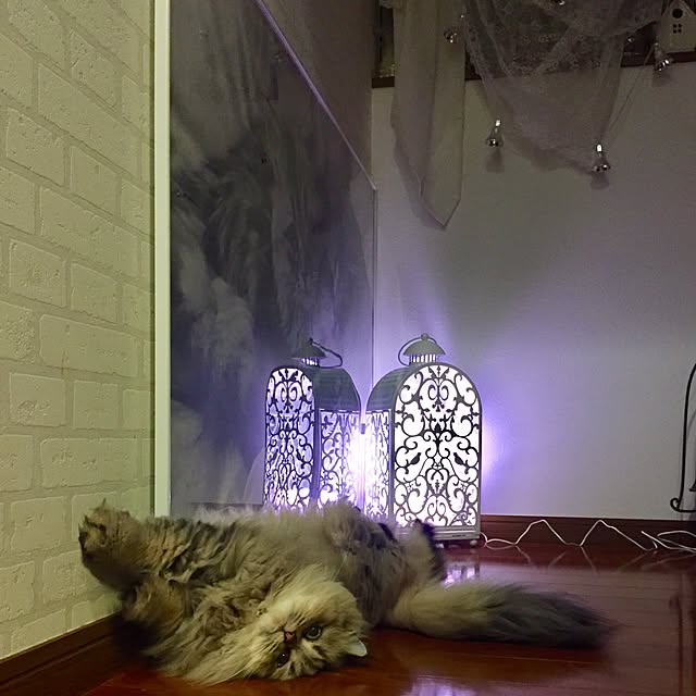 butachanさんの実例写真