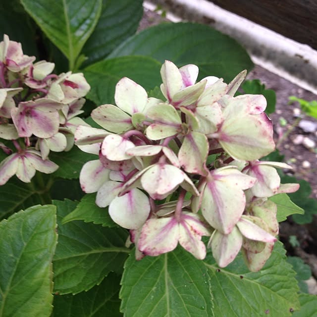 mintさんの実例写真