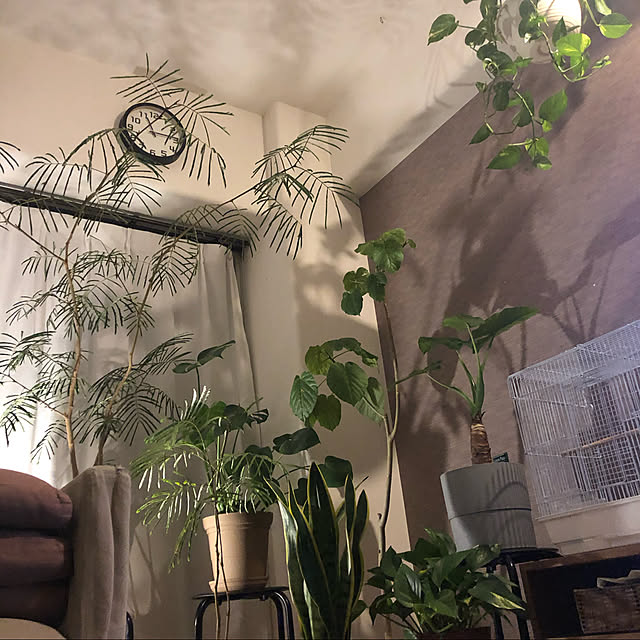 plants.fjkさんの実例写真