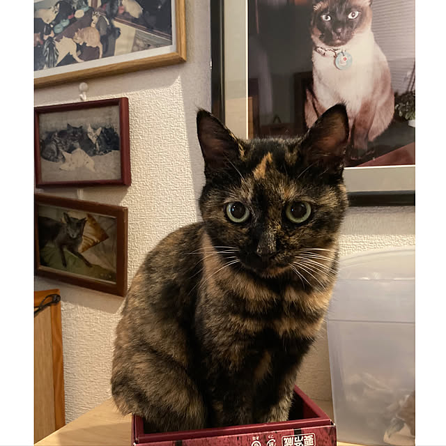 miseiさんの実例写真