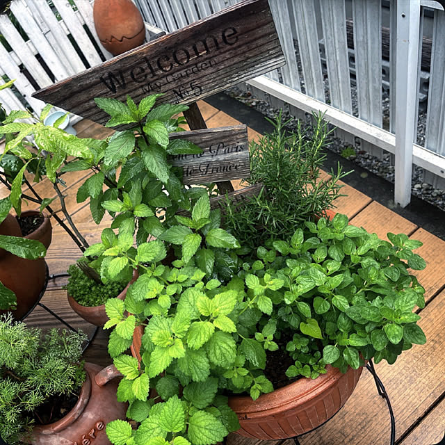 Ohigeさんの部屋