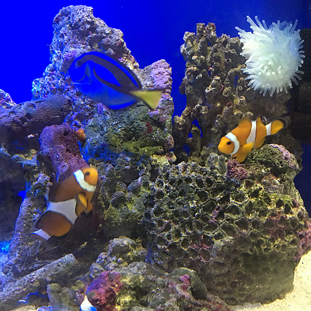 Mahiyoさんの実例写真