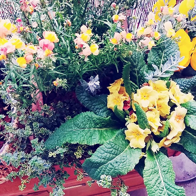 junk.__.maniaさんの実例写真