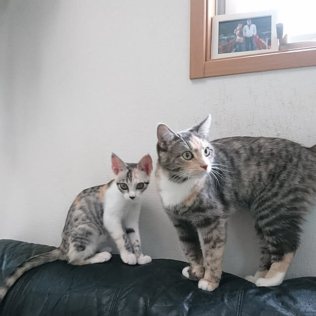 shinobuさんの実例写真