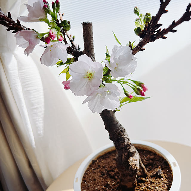 chanduさんの部屋