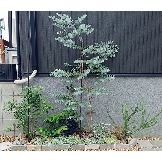 玄関/入り口/写真が下手でごめんなさい/ユーカリ/植物のある暮らし/我が家の記録...などのインテリア実例 - 2022-07-18 22:32:07