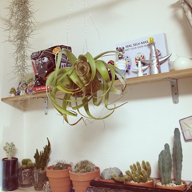steve-steigmanさんの実例写真