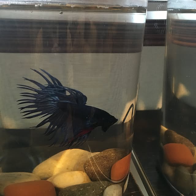 tetra163さんの実例写真