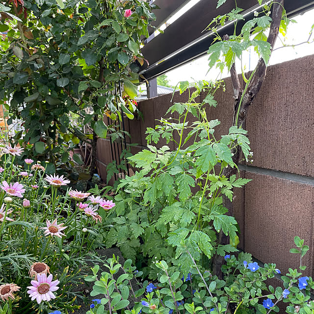 ronronさんの部屋