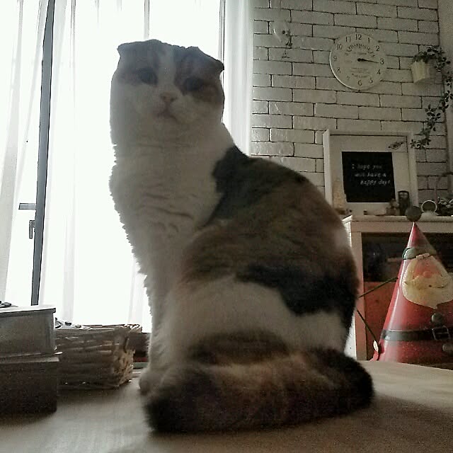 mikiさんの実例写真