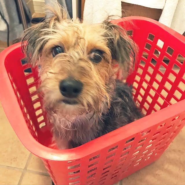 バス/トイレ/インテリアではありませんが…/ミックス犬のインテリア実例 - 2017-06-07 09:36:26
