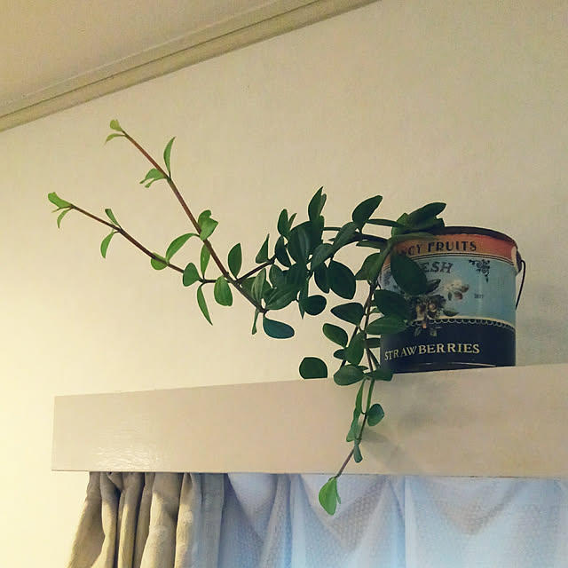 Renさんの実例写真