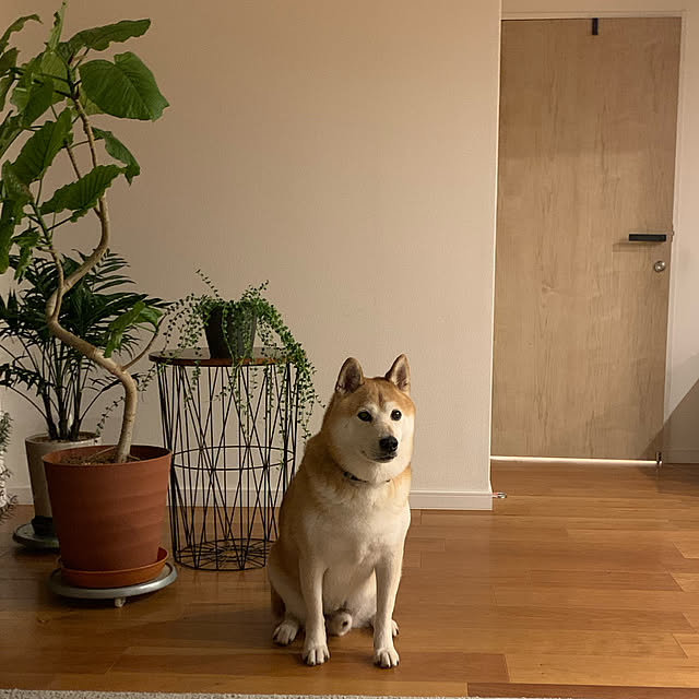 Asaさんの実例写真