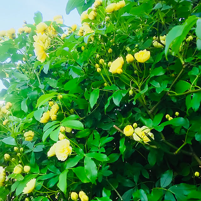 CoCo0617さんの実例写真