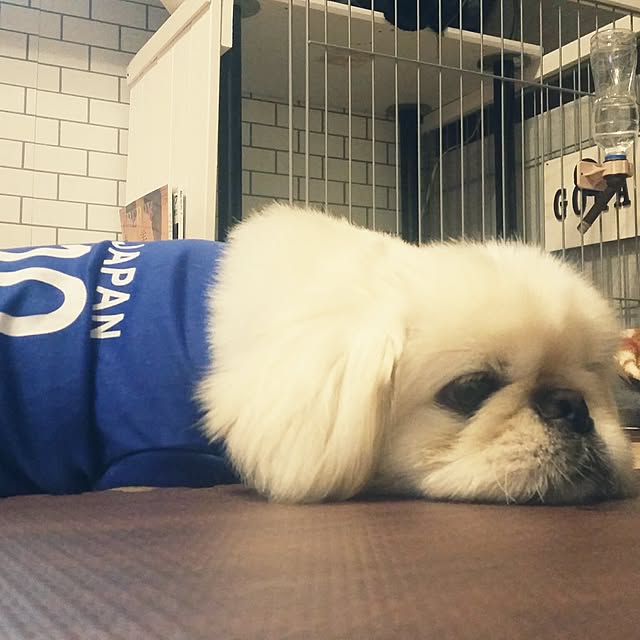 yukagomaさんの実例写真
