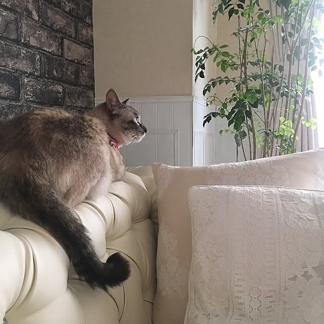 noelさんの実例写真