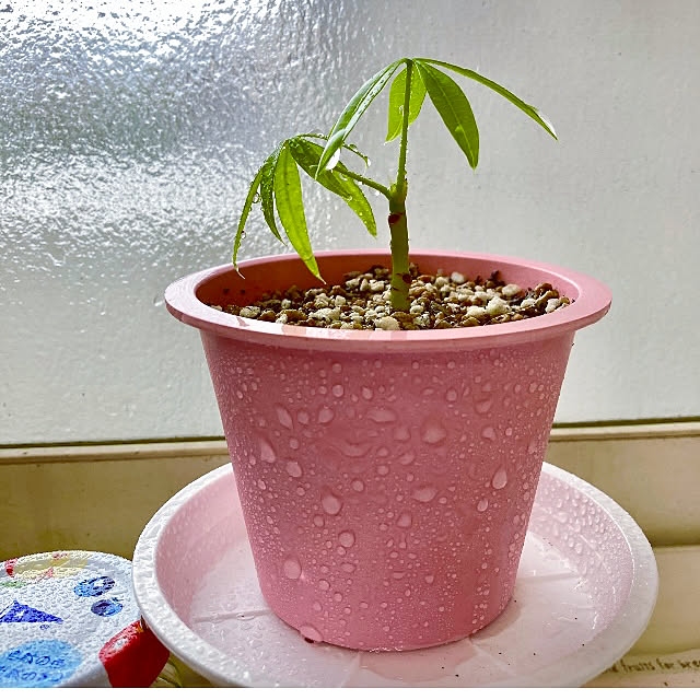 takakoさんの実例写真