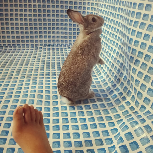 moopeeさんの実例写真