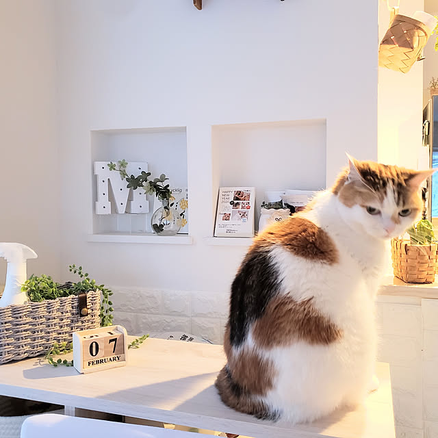 megu.catさんの実例写真