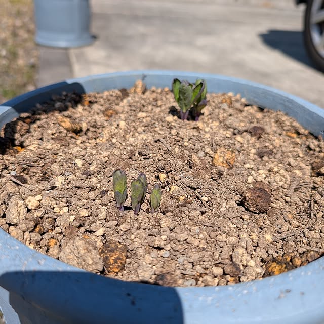 KOHAKUさんの実例写真