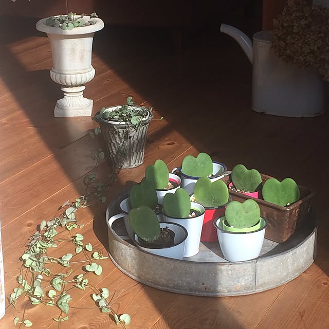 corinoさんの実例写真