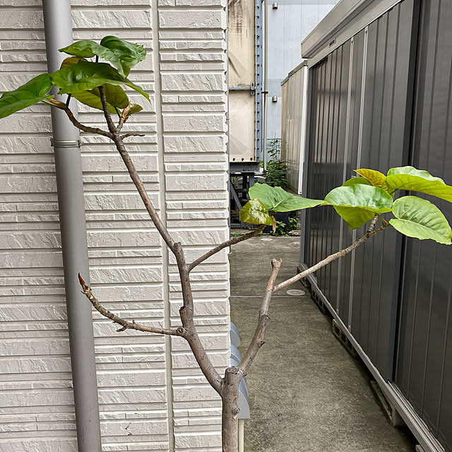 yukoさんの実例写真