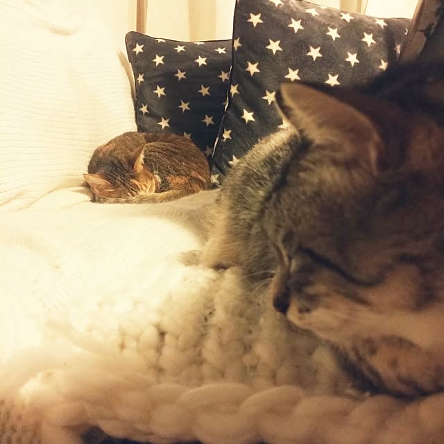 annさんの実例写真