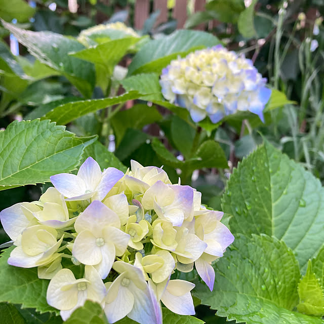 玄関/入り口/花のある暮らし/花が好き/植物が好き/植物のある暮らし...などのインテリア実例 - 2025-05-29 10:14:51