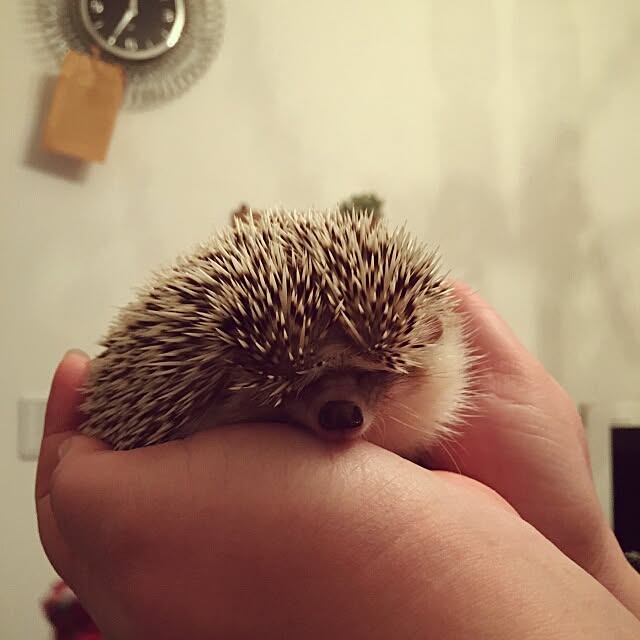 kuruさんの実例写真