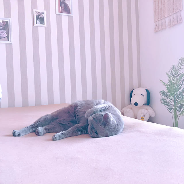 snoopyさんの部屋