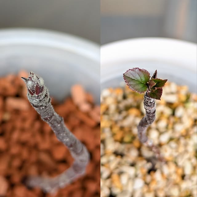 mi-saさんの部屋