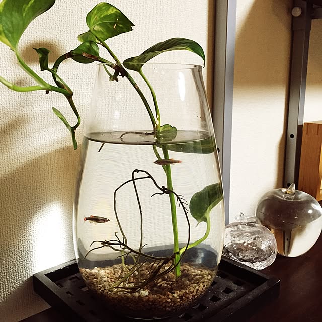 ki-koさんの実例写真
