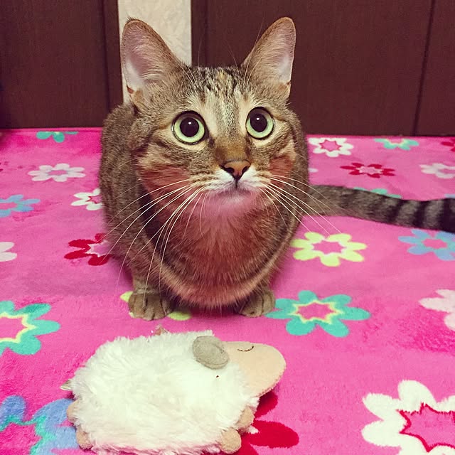 MASAさんの実例写真