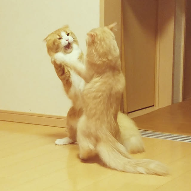 shimaさんの実例写真