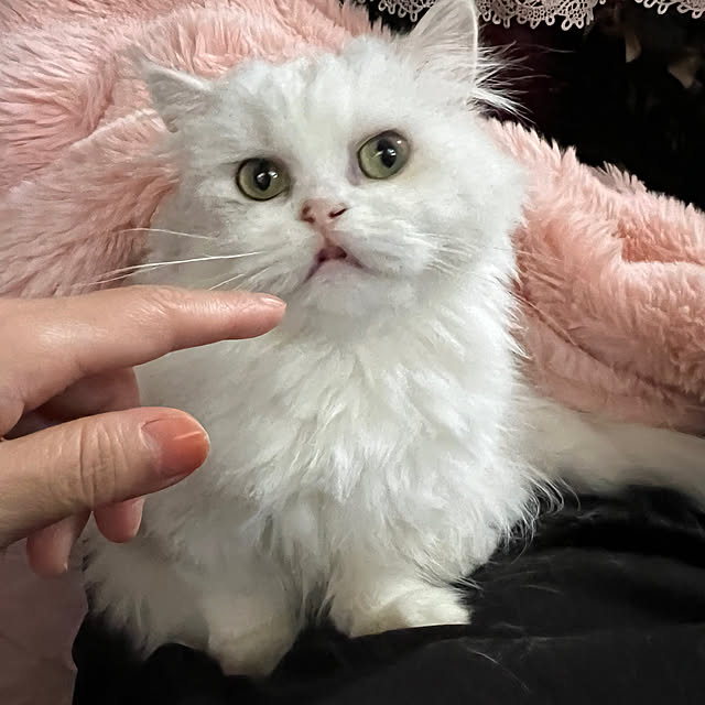 AYUKOさんの実例写真