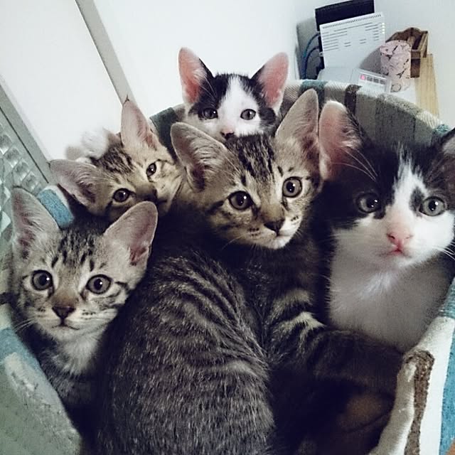 hoshiさんの実例写真